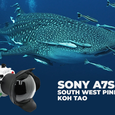 Sony A7S III / FE 16-35mm F4 lens in Sea Frogs housing - Whale Shark at South West Pinnacle Koh Tao