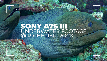 Sony A7S III / FE 16-35mm F4 lens in Sea Frogs camera housing - underwater footage at Richelieu Rock