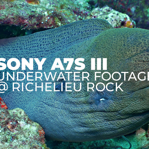 Sony A7S III / FE 16-35mm F4 lens in Sea Frogs camera housing - underwater footage at Richelieu Rock